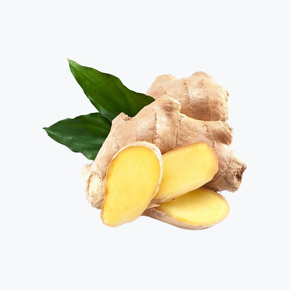 Aliquam rutrum mollis